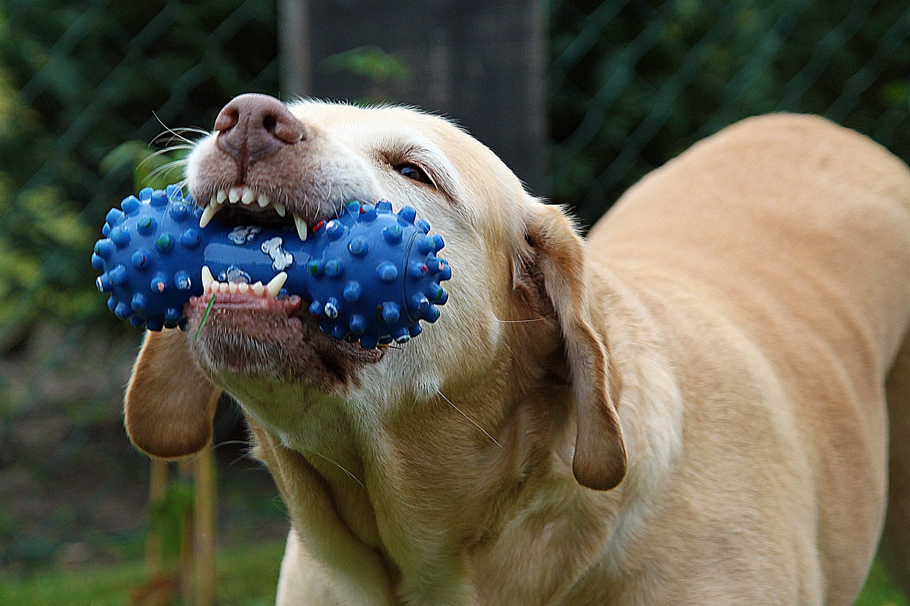 Enhance Canine Dental Health with Drive Dentistry's Toothbrush Chew Toy