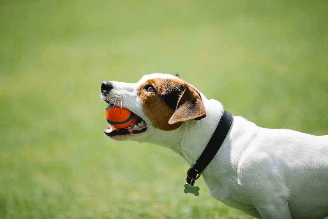 Introducing the Toothbrush Chew Toy: A Fun Solution for Canine Oral Care